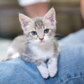 Kitten sitting on owners lap